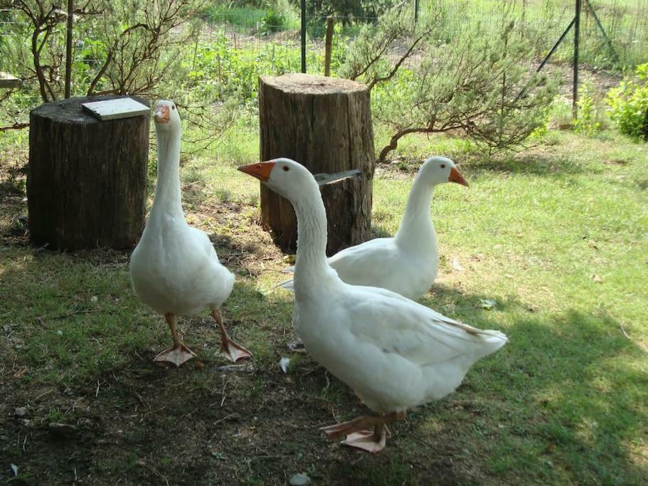 Agriturismo Podere Molino Peccioli Kültér fotó