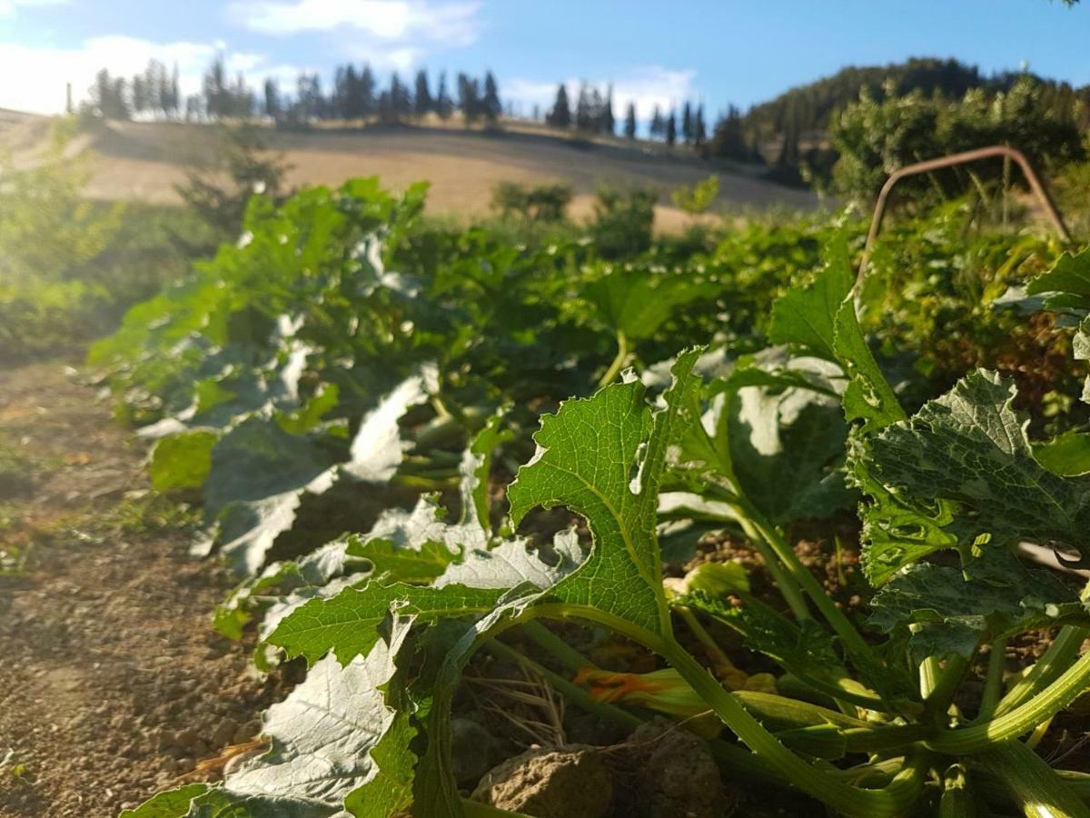 Agriturismo Podere Molino Peccioli Kültér fotó